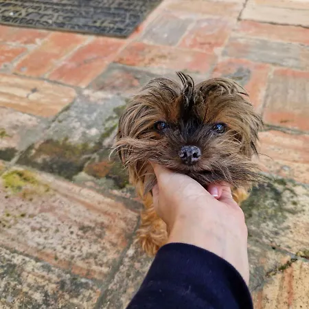 Paulo's 104 Apartamento *