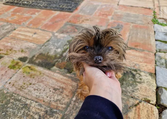 Paulo's 104 公寓 *